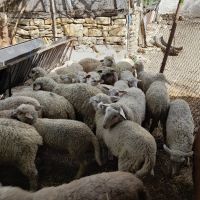 Агнета, снимка 6 - Овце - 45099267