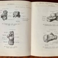 Атлас анатомии человека, Синельников, том 1-3, снимка 4 - Специализирана литература - 45251781