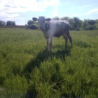 селскостопански животни , снимка 2 - Крави - 45394558