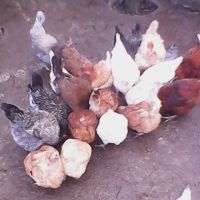 Пиленца за носачки. Еднодневни пилета., снимка 6 - Кокошки и пуйки - 45080946