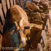 Млада коза , снимка 1 - Кози - 46105493