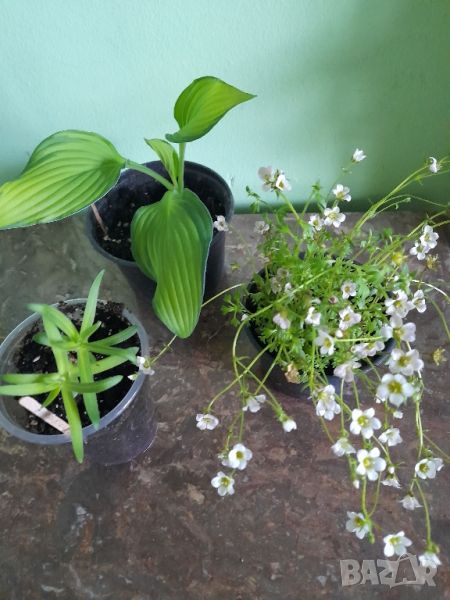 Комплект многогодишни,зимоустойчиви растения , снимка 1