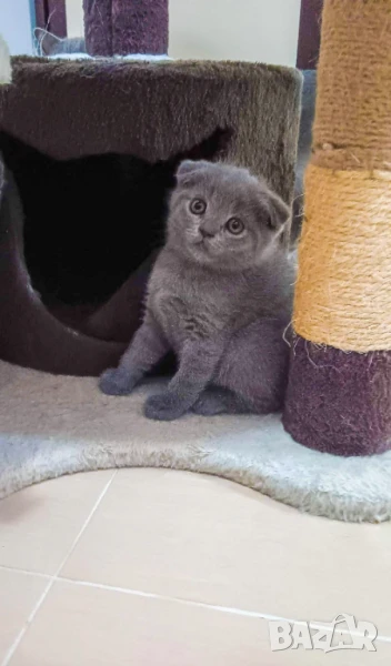 Уникална шотландка клепоуха красавица , снимка 1