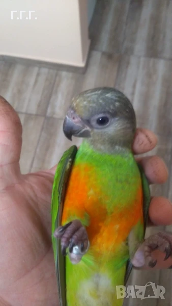 Ръчно хранени социални бебета сенегалски папагали с регистрация в РИОСВ , снимка 1