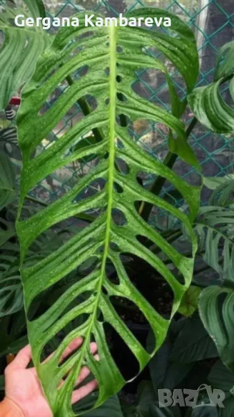 Monstera Esqueleto , снимка 1