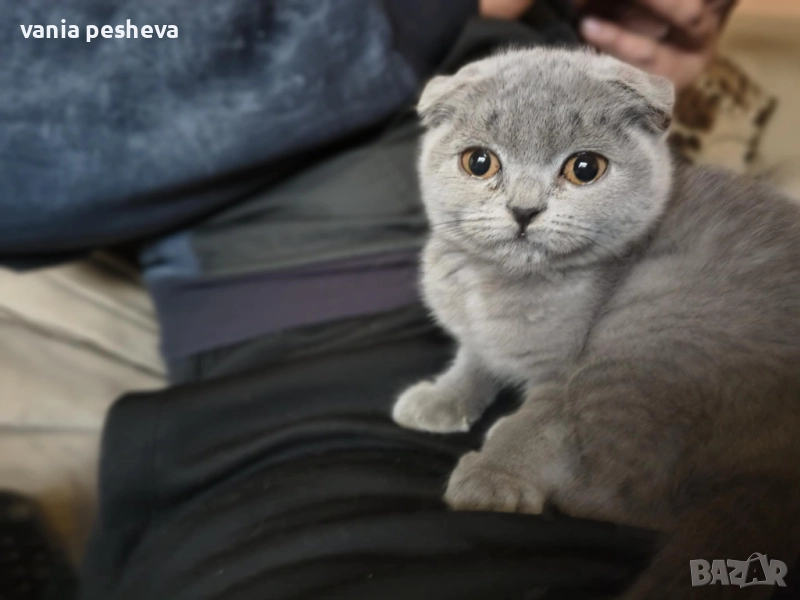 Продавам котета, снимка 1