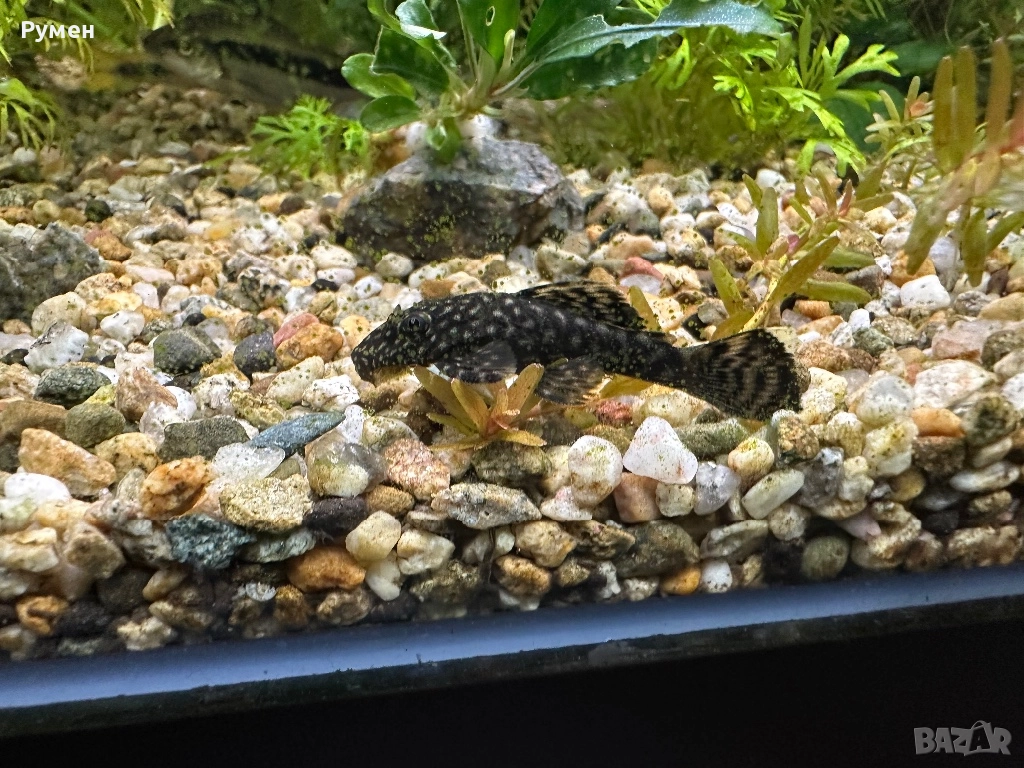 продавам обикновени анцитруси, снимка 1