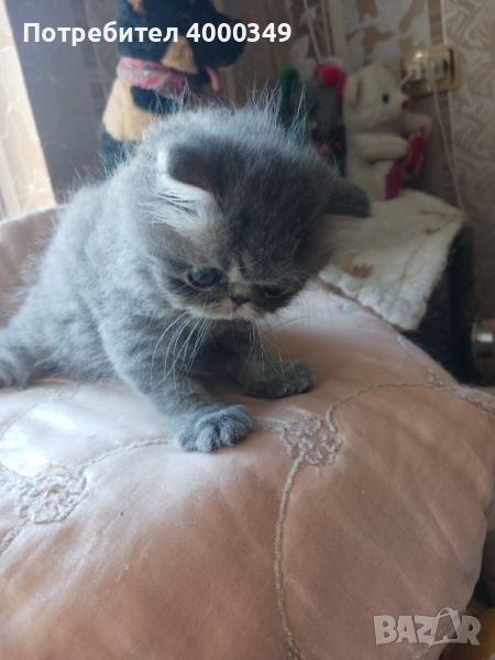 Продавам персийско коте, снимка 1