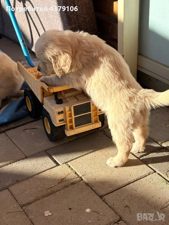 Голдън ретривър момче, снимка 1