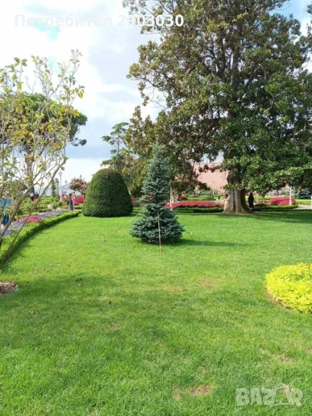  Косене на Трева и почистване на дворове от  Бурени Рязане на Дърва за Огрев , снимка 1