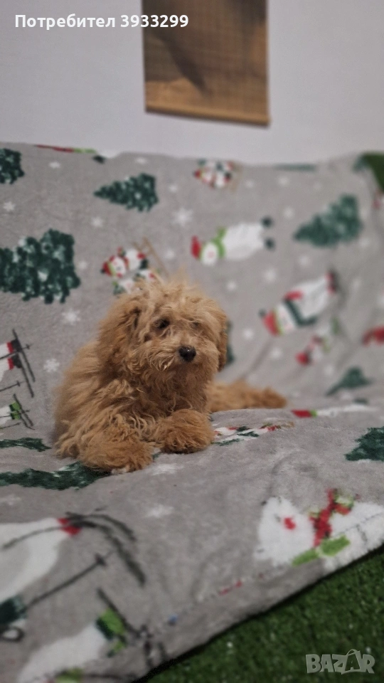 Пудел той пуделчета , снимка 1