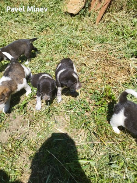 Подарявам малки кученца на 1 месец, снимка 1