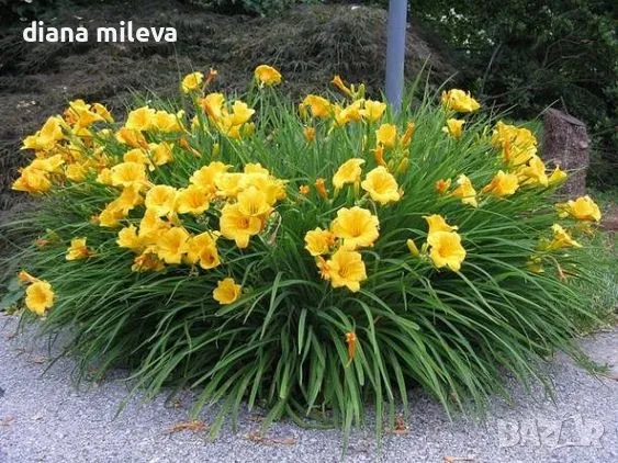 Хемерокалис, Hemerocallis Stella Doro, снимка 1