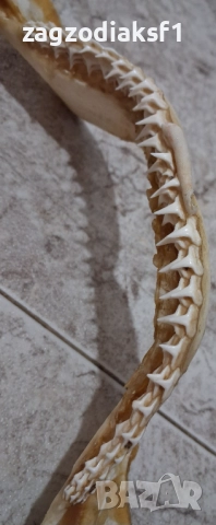 Челюст от Бул Шарк "БИЧА АКУЛА" 100% Истинска, снимка 4 - Колекции - 52799291