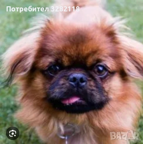 Търся куче порода пекинез