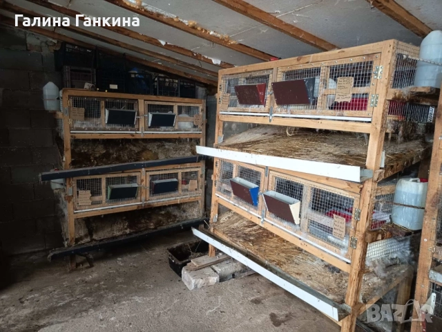 Зайци за Разплод 