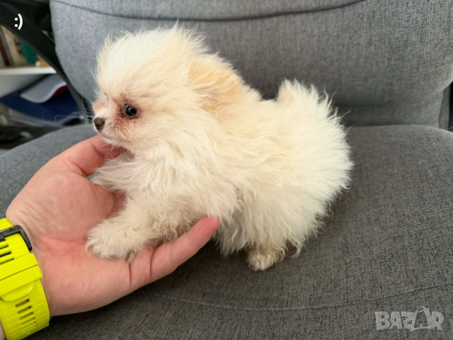 Мини померан  актуално от 6.4.2026