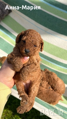 Той пудел момченце и момиченца, снимка 5 - Пудели - 54179965