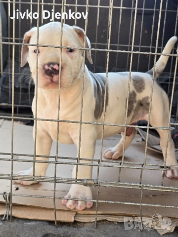 Американско були / American bully XL , снимка 4 - Други - 52453803