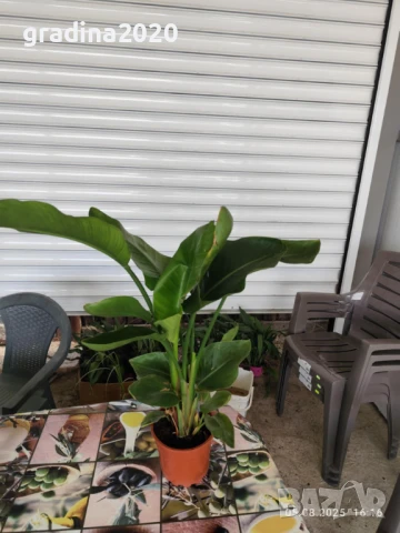 Стрелиция Налични 2 вида, снимка 13 - Разсади - 47241857