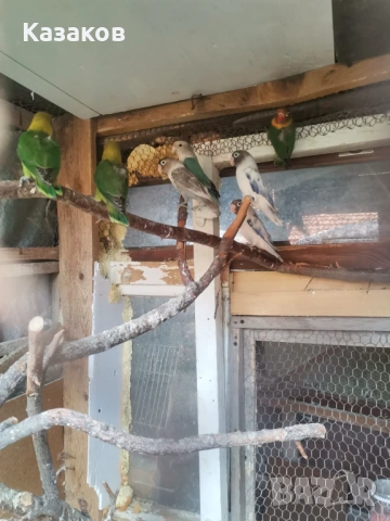 Продавам неразделки/маскови и фишер/., снимка 4 - Папагали - 53708005