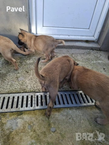 Белгийски овчарка Малиноа, снимка 7 - Белгийска овчарка - 53034429