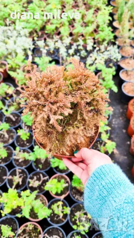 Западна туя Рейнголд (Thuja occidentalis Rheingold), студоустойчива, снимка 11 - Градински цветя и растения - 37392581