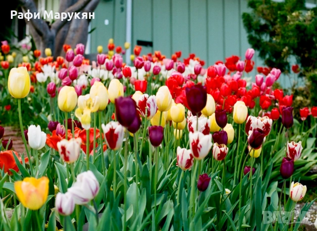 КЛАСИЧЕСКИ обективи "NIKON" байонет F-перфектни, снимка 7 - Фотоапарати - 52812346