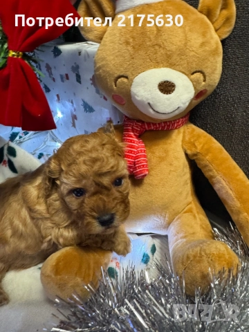 Той пудел/ Toy poodle, снимка 2 - Пудели - 52907853