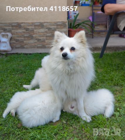 Продават се малки кученца порода Мини Шпиц, снимка 12 - Други - 46041633