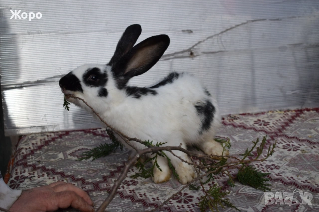 Зайци за разплод, снимка 11 - Други животни - 53611714