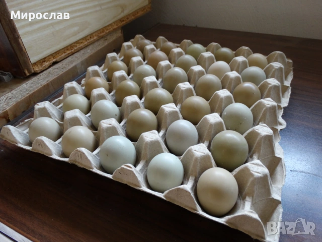 Оплодени яйца от фазан, снимка 2 - други­ - 54178796