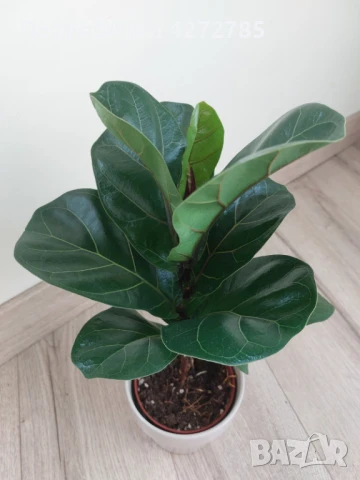 Фикус Лирата, снимка 1