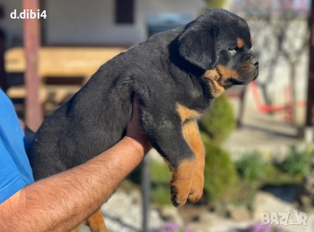 Ротвайлери , снимка 3 - Ротвайлер - 50765775