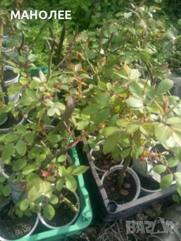 🌹🌹🎁🌹Катерлива роза - червена - Трендафил🌹🌹🌹🎁🎁, снимка 3 - Градински цветя и растения - 53057170