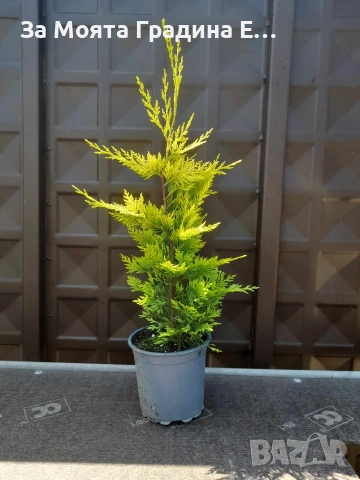 Кипарис - Лейланди , снимка 4 - Градински цветя и растения - 53634002