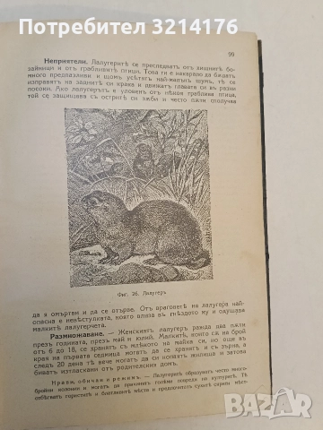Животнитѣ от биологично гледище - Борис Митов (1935, Луксозна изработка, Отлично състояние), снимка 13 - Специализирана литература - 52773226
