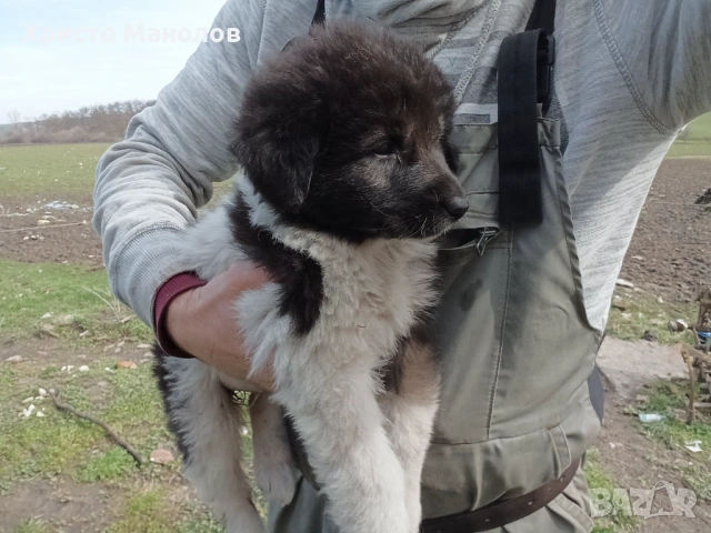 Каракачанско овчарско куче, снимка 2 - Каракачанска овчарка - 53652414