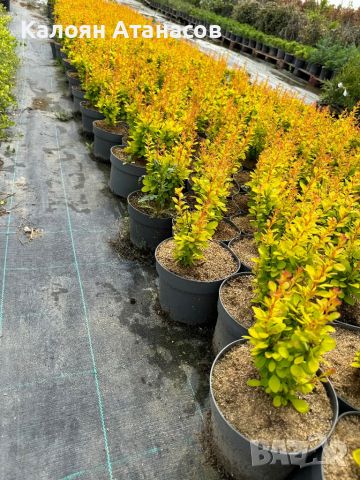 Berberis Neon Gold