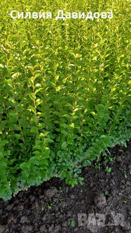 0.70 лв. Лигуструм на корен, снимка 2 - Градински цветя и растения - 52405753