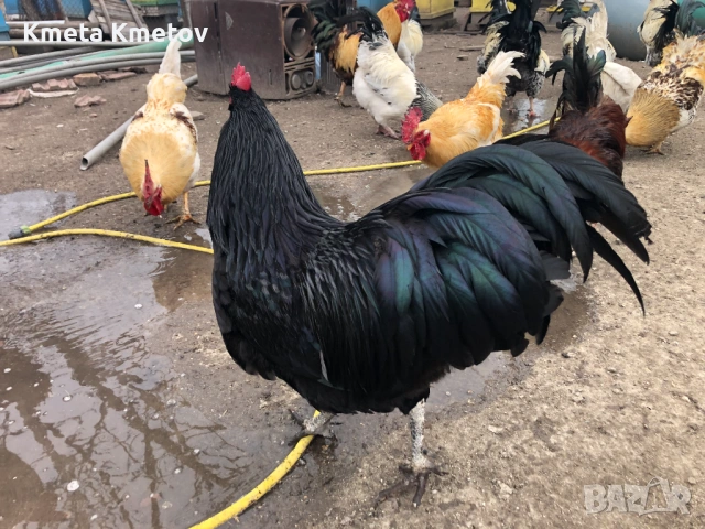 Домашни Петли, Кокошки, 8-18 месеца .