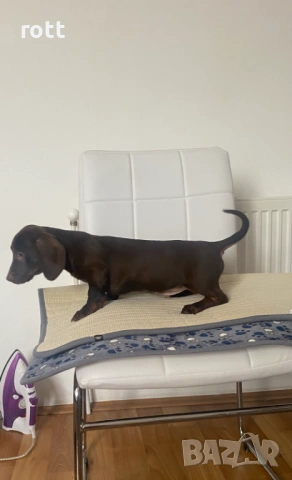 Дакел, снимка 4 - Дакели - 53109360