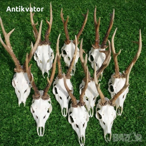 10 бр. хубави трофеи от сръндак, лов и риболов