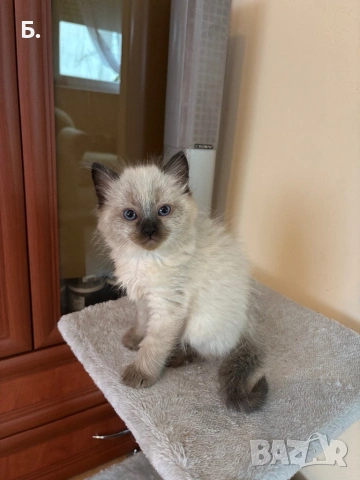 Рагдол/Регдол/Ragdol, снимка 8 - Сибирски - 54077744
