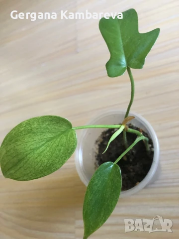 Philodendron Florida Ghost , снимка 4 - Стайни растения - 51237488