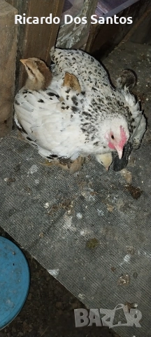 Джинки, снимка 4 - други­ - 52022056