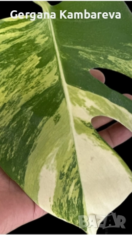 Monstera Aurea Tricolor (Marmorata), снимка 2 - Стайни растения - 52884194
