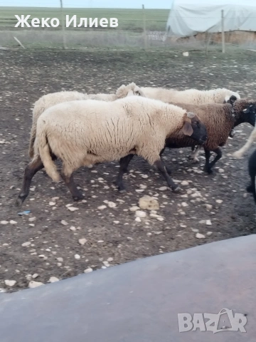 Продавам плевенски черноглав коч, снимка 8 - Овце - 54200369