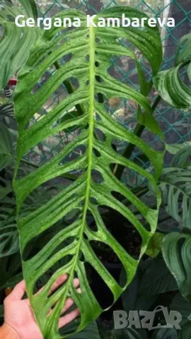 Monstera Esqueleto , снимка 1 - Стайни растения - 49600122