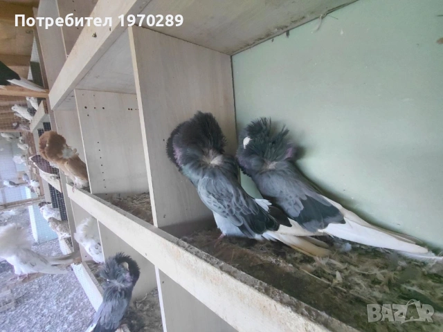 Якалии, снимка 2 - Гълъби - 53586702